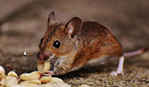 24 Hour & Emergency Exterminators in Ocean Isl Bch, NC